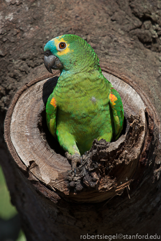 blue-fronted amazon